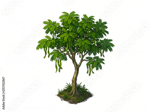 Tropical Parkia Speciosa