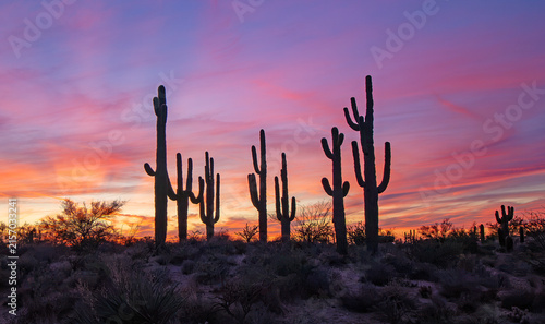 Candy Color Sunset With Silhouetted Saguaro Cactus In Arizona Desert 