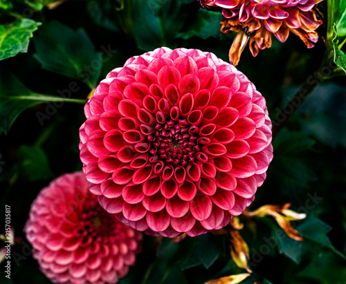 View of dahlia in the garden. Variety - Purple fox