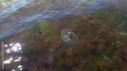 Extreme close up of a transparent moon jellyfish revealing delicate organic details while gently drifting through shallow coastal seawater. High quality 4k footage