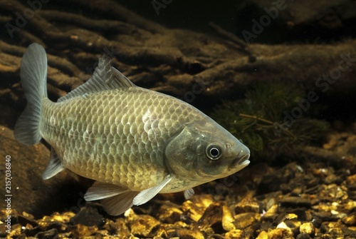 Carassius gibelio, pediment, prussian carp, silver carp, fish, fishes, pisces