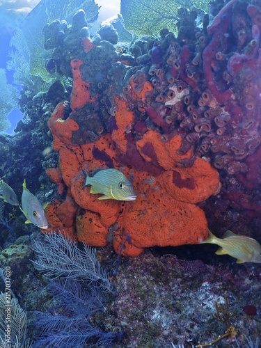 Fire sponge (Tedania ignis) and colourful fish. Dive site John Pennekamp Coral Reef State Park, Key Largo, Florida Keys, Florida, USA