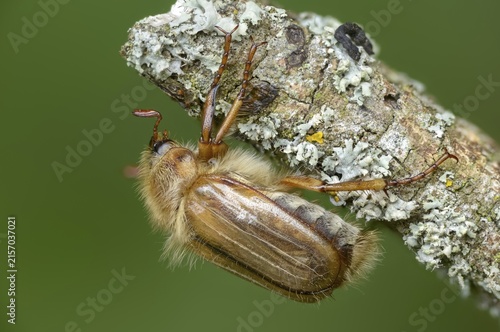 Amphimallon solstitiale, leaf horn beetle, curlew, European June beetle, ribbed curlew, June beetle, small May beetle, scarabaeidae, beetle, coleoptera, insects, beetles, summer chafer