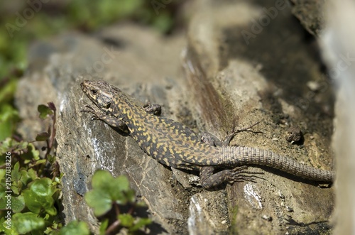 Common wall lizard, Podarcis muralis, reptiles, lizards, reptilia