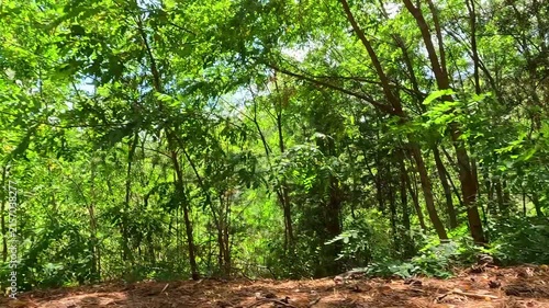 A first-person view moves steadily forward through a dense green forest, passing tall trees and sunlit foliage along a narrow dirt path during a bright warm summer day outdoors.