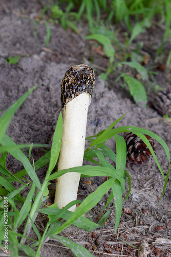 Single mushroom morel close-up in the forest.