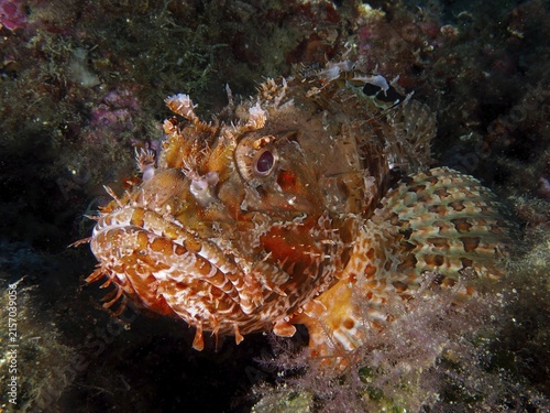 Close-up of a camouflaged scorpionfish with intricate markings, the red scorpionfish (Scorpaena scrofa), on the seabed, at the Cap de Creus Marine Reserve dive site, Rosas, Costa Brava, Spain, Mediterranean Sea