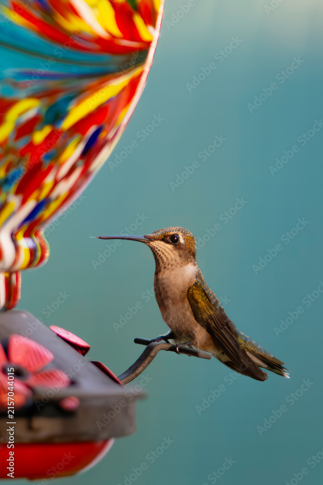 Naklejka premium Hummingbird feeding at a colorful bird feeder during the day in a natural setting