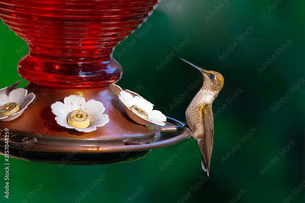 Naklejka premium A hummingbird feeds from a red feeder in a garden during the afternoon sun