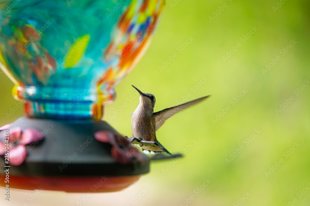 Naklejka premium Hummingbird feeds from colorful feeder in a backyard during late afternoon hours