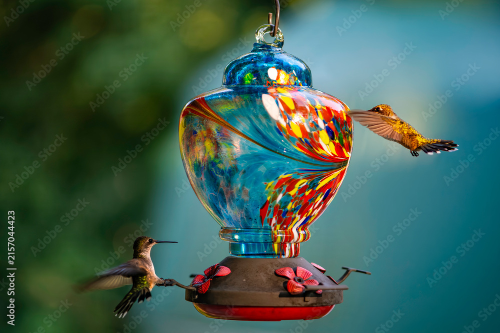 Naklejka premium Colorful hummingbirds feeder attracts birds in a garden during the day