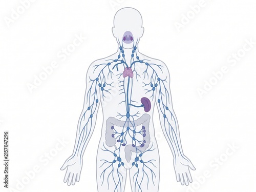 Human lymphatic system diagram showing internal nodes and vessels in anatomical overview with lymphatic structure physiology healthcare illustration internal diagrammatic scientific education