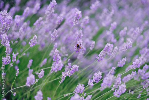 Lavender field with bee and soft blurred background