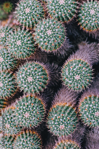 Small cactus cluster with spines