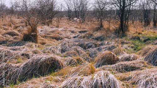 Dry grassland with bare trees