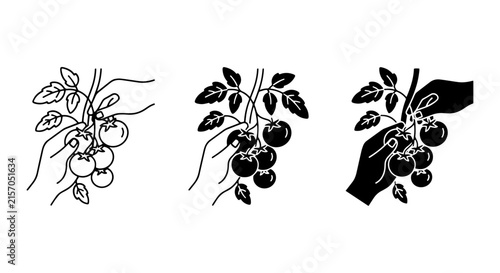 Tomato Harvesting Icons, Garden Picking Vector Set, Organic Food Collection, Healthy Eating Graphics
