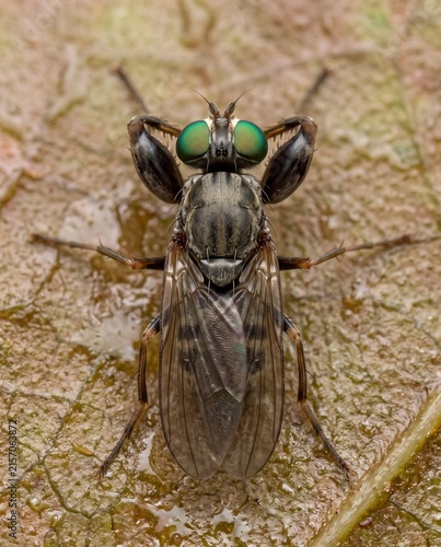 Top down dorsal portrait of a raptorial shore fly on a leaf