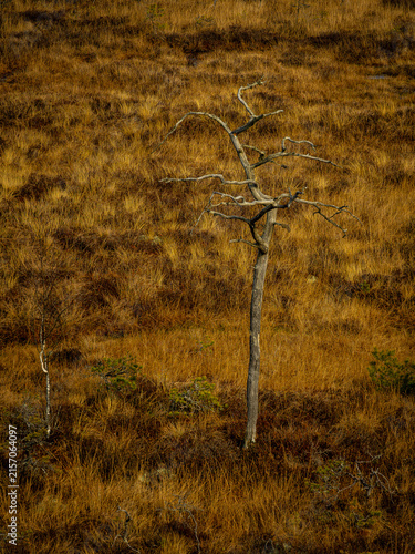 dead tree in the desert, Vasenieki swamp footbridge. Latvia