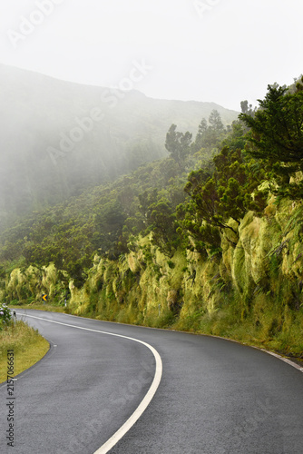 Mountain path winding through a lush green forest shrouded in moss, peat, and mist, the humid Azorean climate