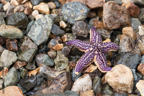 Foto Purple Starfish on Wet Pebbles Along a Rocky Seashore.