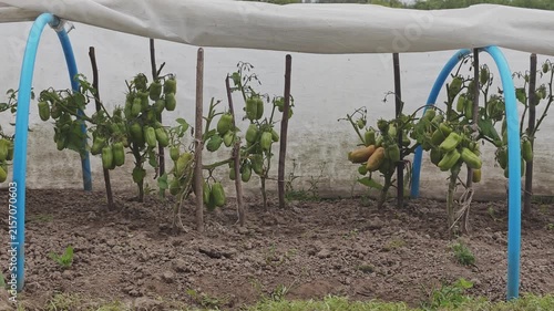 Unripe green sweet pepper plants growing in rows in a garden patch. Homemade agriculture with a simple greenhouse for crop protection