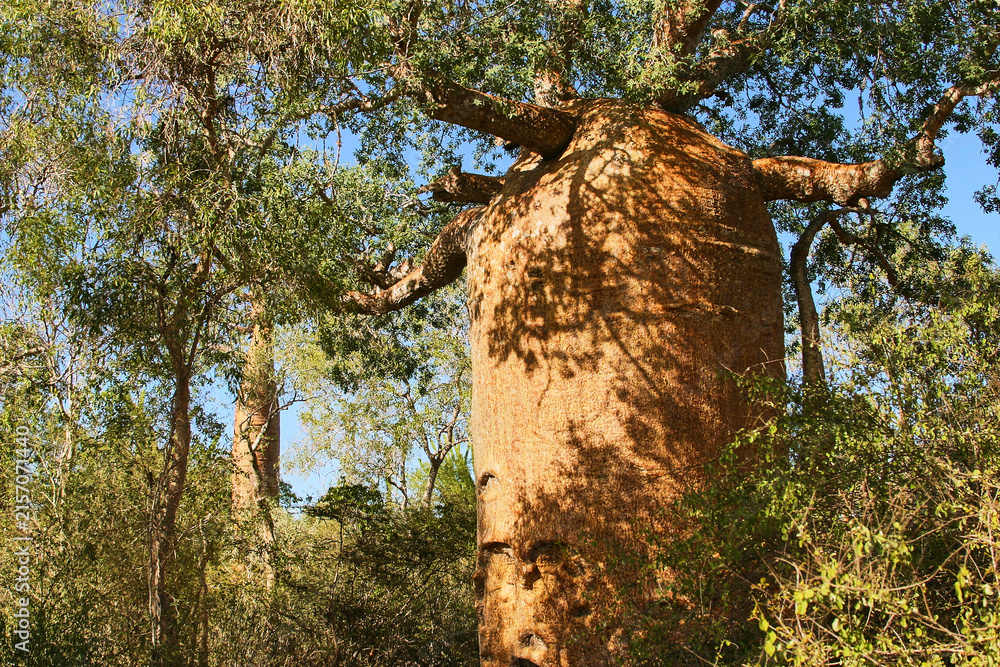 Fototapeta premium typical forest with baobabs and didierea madagascariensis south Madagascar 729