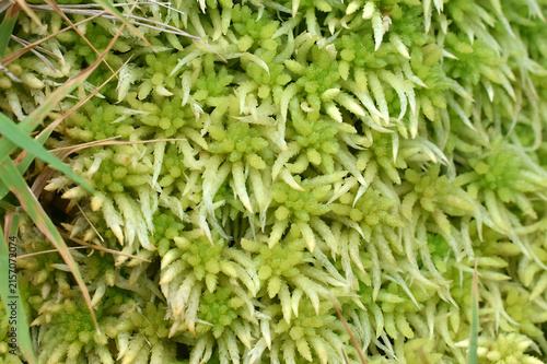 Close-up of Sphagnum moss, a green plant and natural water filter