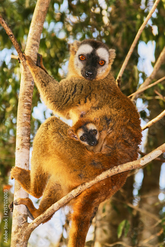 Cuadro en lienzo red-fronted brown lemur, Eulemur rufifrons, with baby, close 989