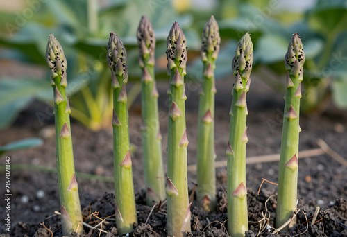 Fresh green asparagus spear...