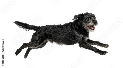 Obraz na płótnie Black scruffy dog running isolated on transparent background