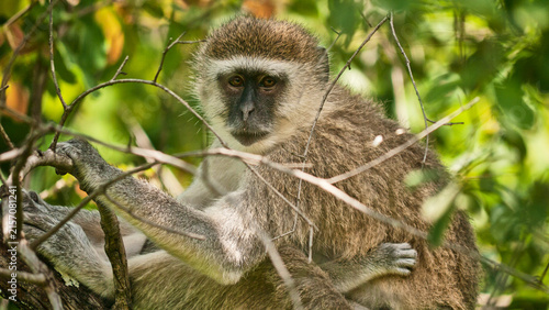 vervet monkey, Chlorocebus sabaeus, resting in tree, close 688
