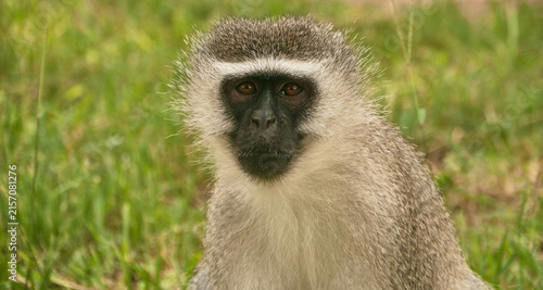 Canvas Print vervet monkey, Chlorocebus sabaeus, resting in tree, portrait 761