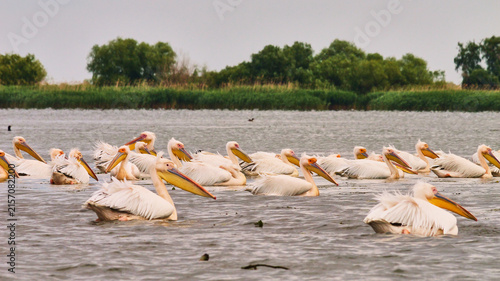 Foto Dalmatian pelican, Pelecanus crispus, or curly-headed pelican in Danube delta 16