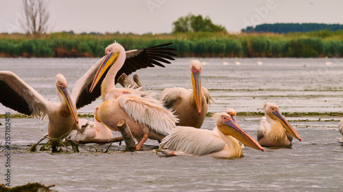 Cuadro en lienzo Dalmatian pelican, Pelecanus crispus, or curly-headed pelican in Danube delta 16