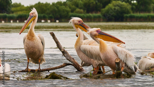 Canvastavla Dalmatian pelican, Pelecanus crispus, or curly-headed pelican in Danube delta 16