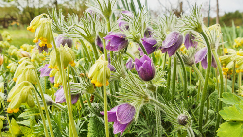 Fotografía blooming pasque flowers, Pulsatella vulgaris, in early spring 082
