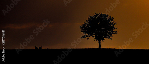 Fotografía couché de l'arbre