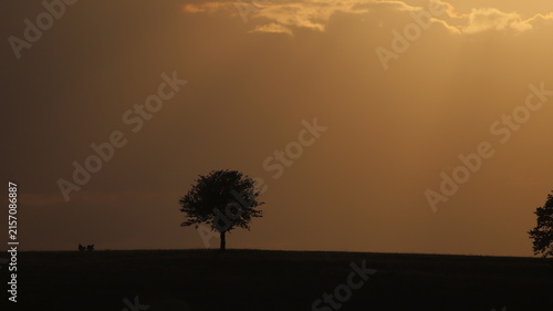 Fotografía couché de l'arbre