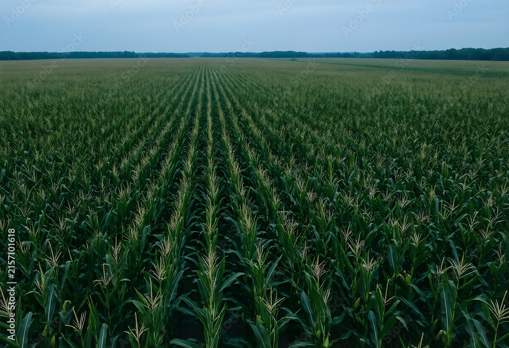 Fototapeta premium Vast green cornfield with rows of maize plants under a cloudy sky, agricultural landscape and farming industry, this agricultural landscape represents the farming industry and the cultivation