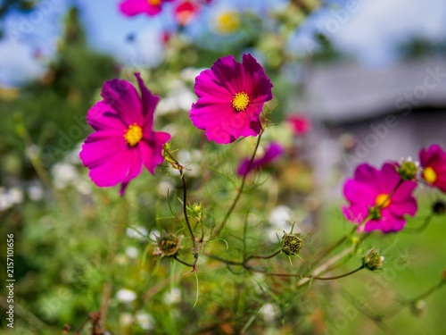 Vibrant magenta pink Cosmos flowers blooming in a sunny summer cottage garden