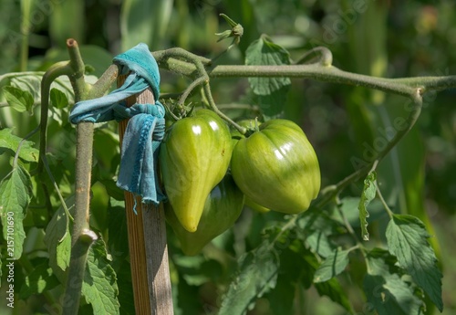 Unripe green heirloom tomatoes growing on a vine tied to a wooden stake with a fabric rag for support