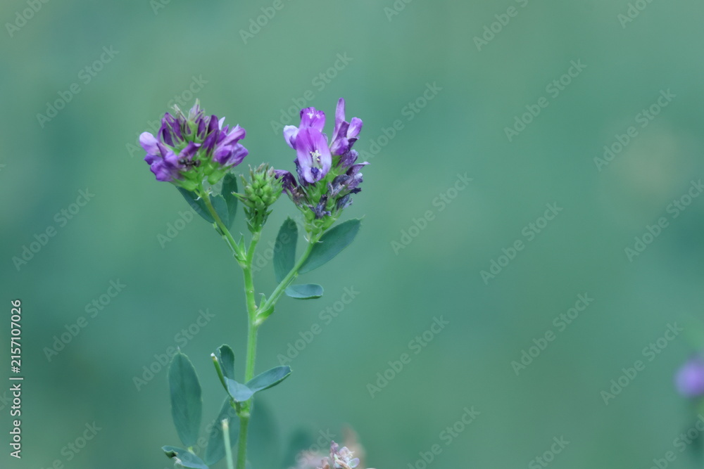Obraz premium Fleurs violettes de luzerne cultivée en gros plan