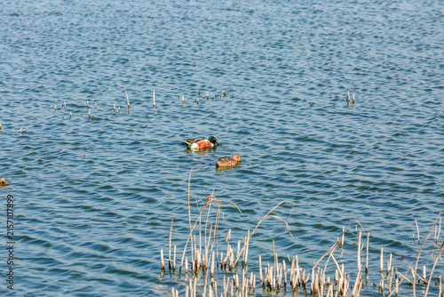 Obraz na płótnie Patos cuchara norteños en el lago Nabor Carrillo, Texcoco, Estado de México
