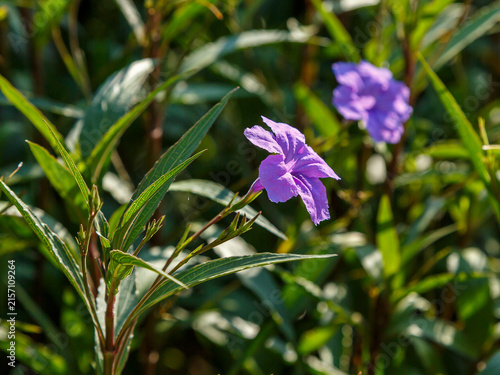 Fotografie Ruellia simplex, the Mexican petunia, Mexican bluebell, Britton's wild petunia,