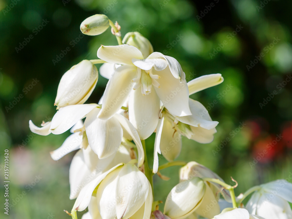 Fototapeta premium Yucca filamentosa ( lat. Yucca filamentosa ) is a perennial evergreen monoecious almost stemless plant with a woody base. Natural wallpaper. Floral background.