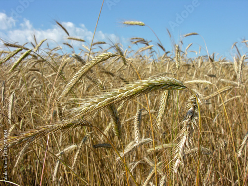  ripe organic wheat field ,ready for harvesting at summer day,closeup