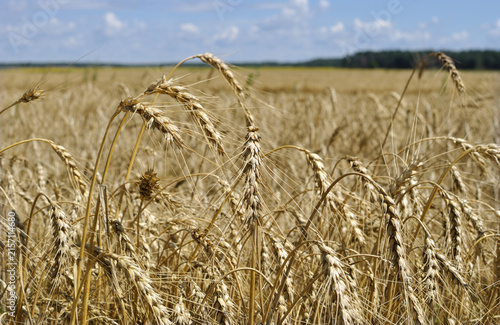  ripe organic wheat field ,ready for harvesting at summer day,closeup