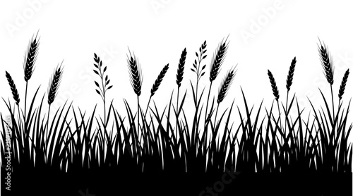 Obraz na płótnie Silhouette of grass and wheat ears