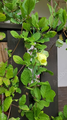 White hydrangea flowers blooming among lush green leaves in summer garden
