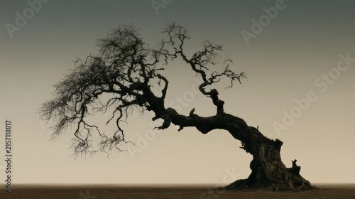 tree in the fog